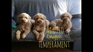 Lagotto Romagnolo temperament [upl. by Arnaud]