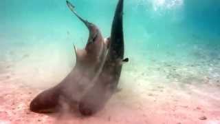 Blacktip Reef sharks mating in lagoon at Misool Eco Resort [upl. by Dragde]