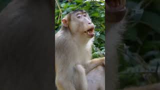 PigTailed Macaque [upl. by Anaigroeg]