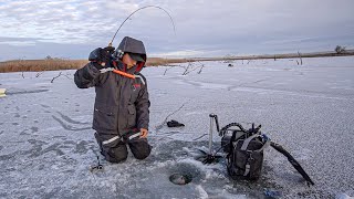 Early Ice Fishing Walleyes and Perch in Flooded Timber [upl. by Alberik]