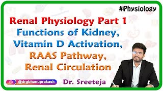 Renal Physiology Part 1 Functions of Kidney Vitamin D Activation RAAS Pathway Renal Circulation [upl. by Reckford905]