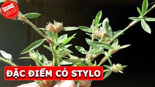 Đặc điểm cỏ stylo [upl. by Heaps]