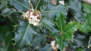 Ilex aquifolium [upl. by Riaj]