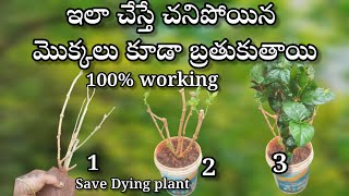 how to save dying plants in telugu  gardening [upl. by Wooster]