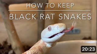 SNAKES Black rat snakes and how to keep them [upl. by Nitneuq]