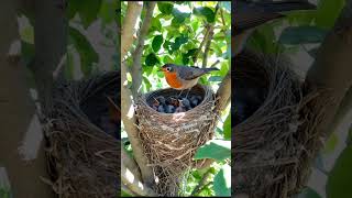 A bird sits on a nest protecting its two baby birds as they rest smartbird egret birdemic [upl. by Malanie476]