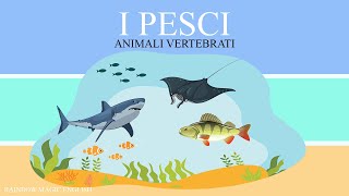 I pesci  Animali Vertebrati [upl. by Casmey]