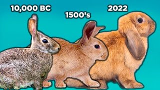 The History of Rabbits [upl. by Sammons638]