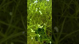 Aquarium Forest Guppy Grass Paradise with Guppies Mollies amp Swordtails [upl. by Rip345]