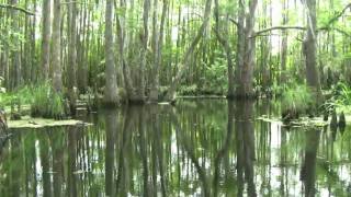 Louisiana Bayou [upl. by Sutphin]