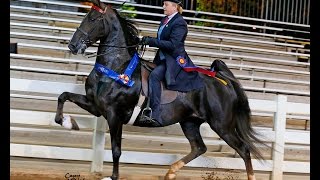 American Saddlebred FiveGaited mare The Dixie Cup [upl. by Anihtyc]