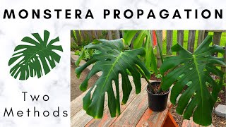 Monstera Propagation Soil and Water Propagation [upl. by Cosetta]