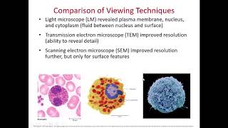 Cell Shapes and Surface Part 1 of 2 [upl. by Delisle]