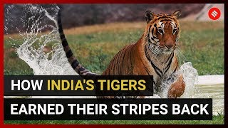 How Indias Tiger population rose to 2967 [upl. by Soll]