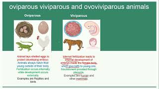 Oviparous Viviparous and Ovoviviparous Animals  Reproduction [upl. by Nanfa]