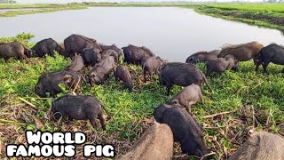 natural animal farmingherdsmans are pig grazing in our wonderful mud naturepeppa pig dikhaiye [upl. by Calvin]