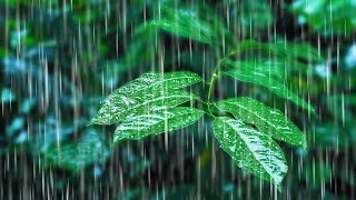 Rainfall on Forest Foliage  Rainstorm Sounds for Sleeping [upl. by Otrebliw]