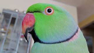 Indian Ringneck Parrot 🦜 talking [upl. by Franchot]