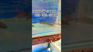 RED TAIL SHARKsharksharkfishsharkspeciessharksshortsshortaquariumfishviralvideoviralshort [upl. by Jamilla]