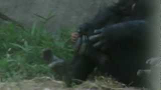 Baby Chimpanzee Nursing at NC Zoo Asheboro NC [upl. by Banebrudge]