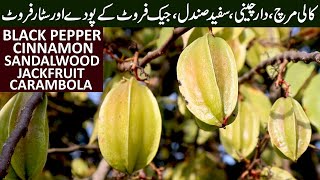 Plants of Black PEPPER Cinnamon SANDALWOOD Jackfruit Carambola  Sialmor district Sargodha [upl. by Onibla]