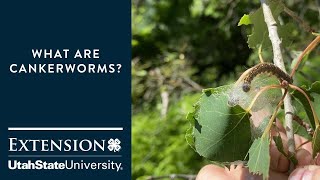 Cankerworms Attacking Trees [upl. by Ahtnamas]