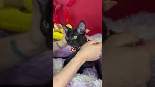 Video of adoptable pet named LOGANBERRY [upl. by Eilsel974]