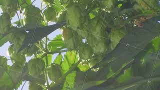 Hop cone hangs on bush soaking up sunlight vital for beer brewing [upl. by Parnas]