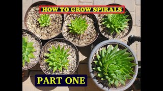 How to grow Spiral Aloe Plants from seeds without a green thumb [upl. by Carl]