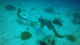 DIVING the Daymaniyat Islands in Oman [upl. by Reppiks]