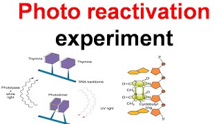 Photo reactivation experiment [upl. by Nahtiek]