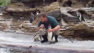 Guy tickles penguin [upl. by Isa]