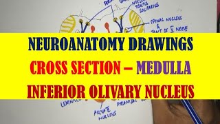 Cross Section Medulla  Inferior Olivary nucleus [upl. by Nwahsram358]