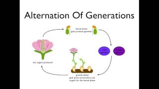 Flower Dissection  Reproduction in flowering plants [upl. by Shatzer316]