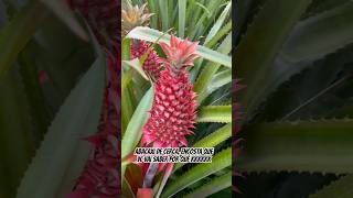 Ananas bracteatus florestropicais plantas plantastropicais jardimtropical jardim natureza [upl. by Drape]