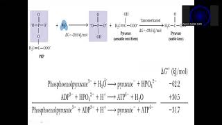 Substrate Level Phosphorylation [upl. by Sheffie]