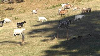 Goat Vs 270wsm Slow Motion 130gr Nosler Ballistic Tip [upl. by Oba]