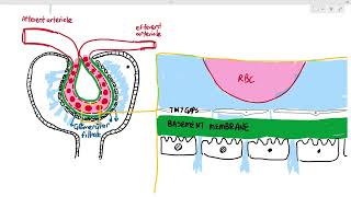 145 Urine Formation 2 Ultrafiltration Cambridge AS A Level Biology 9700 [upl. by Conyers]