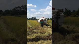 Harvesting Machine​ Video in 2024 RiceFarming FarmMachinery CheangDy ep12 [upl. by Ahsitil652]