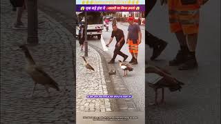 एक बड़े हंस ने आदमी पर किया हमला 😱🙏 animal animals animallover animalrescue duck [upl. by Sitrik]