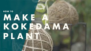 How To Make A Kokedama Plant Hanger  Bunnings Warehouse [upl. by Cattan]