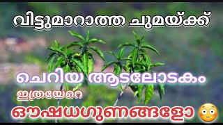 ചെറിയ ആടലോടകം വിട്ടുമാറാത്ത ചുമക്ക് വളരെ ഫലപ്രദം  Benefits of Malabar nut [upl. by Yun]