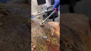 Oddly satisfying barnacle Removal 😱 shorts barnacles [upl. by Kreindler]