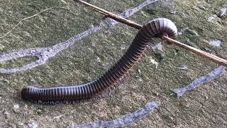 omg biggest of millipede in forest [upl. by Ennayt]