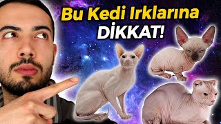 BU KEDİ IRKLARINA DİKKAT EDİN Tüysüz 5 Kedi Irkı [upl. by Muraida]