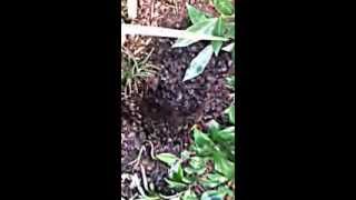 Transplanting a Mexican Bush Sage and a Tibouchina glory bush [upl. by Annecorinne]