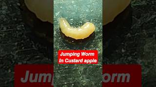 𝙅𝙪𝙢𝙥𝙞𝙣𝙜 𝙡𝙖𝙧𝙫𝙖 worms larva custardapple fruits insects biology nature gardening fruitfarms [upl. by Ardelia]