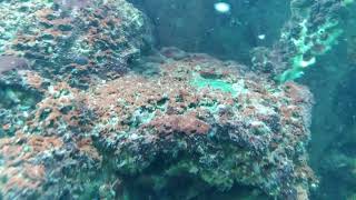 Reef Tank  Amphipods Sponge and Zoanthids [upl. by Karole650]