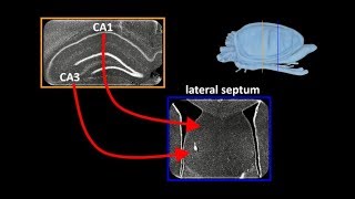 Transformation of the Hippocampal Cognitive Map [upl. by Couq88]