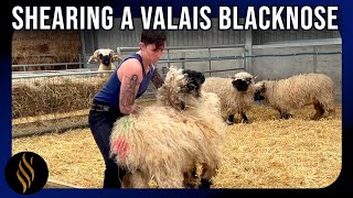 Shearing A Valais Blacknose In Scotland [upl. by Augustine549]